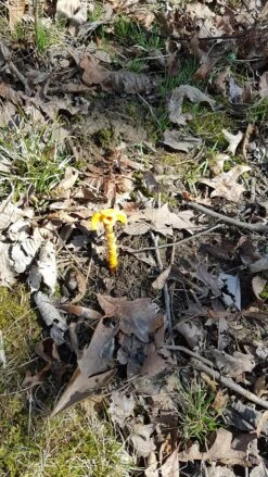 Tentsile X3 Giant Pegs -Firesettle Camp Shop 02