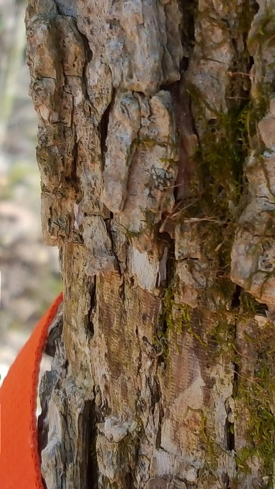Tentsile Flite Tree Tent 9 Tentsile Flite Tree Tent - Image 9