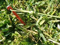 MSR Needle Tent Stakes -Firesettle Camp Shop 20210106 091650