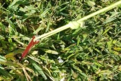 MSR Needle Tent Stakes -Firesettle Camp Shop 20210106 091711