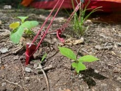 MSR Ultralight Cord -Firesettle Camp Shop IMG 1499