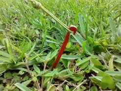 MSR Needle Tent Stakes -Firesettle Camp Shop IMG 20210628 183052773 HDR